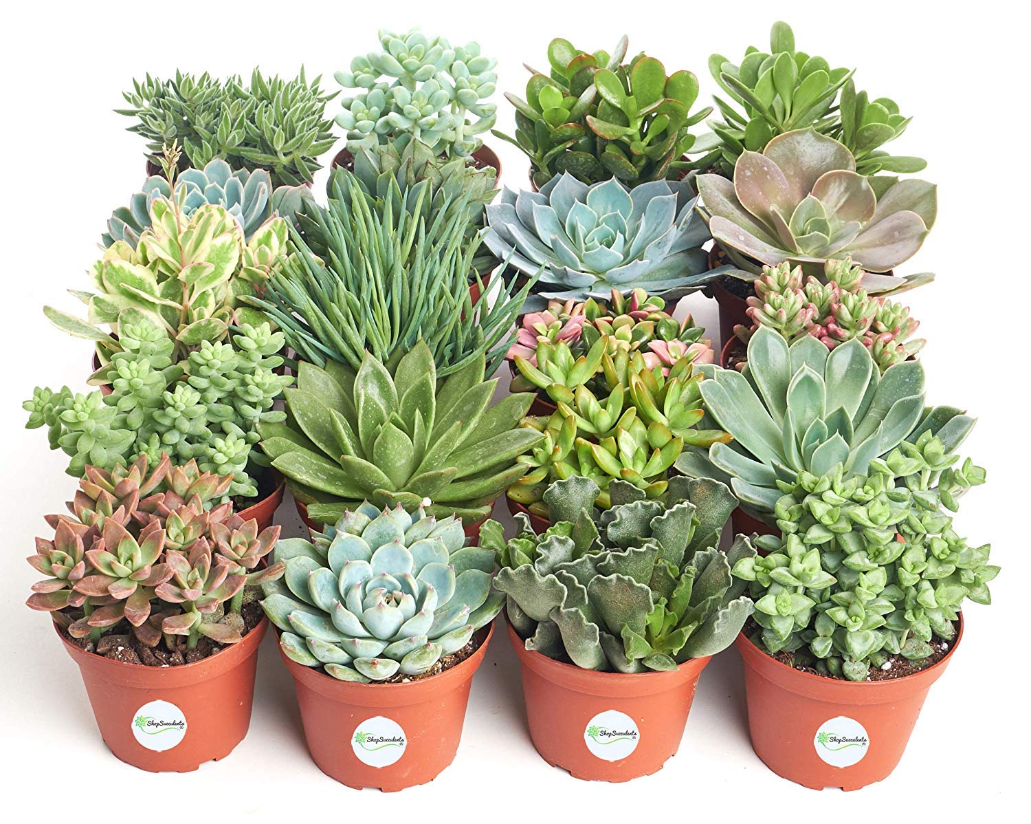 Amazon.com : Shop Succulents | Mixed Collection | Variety